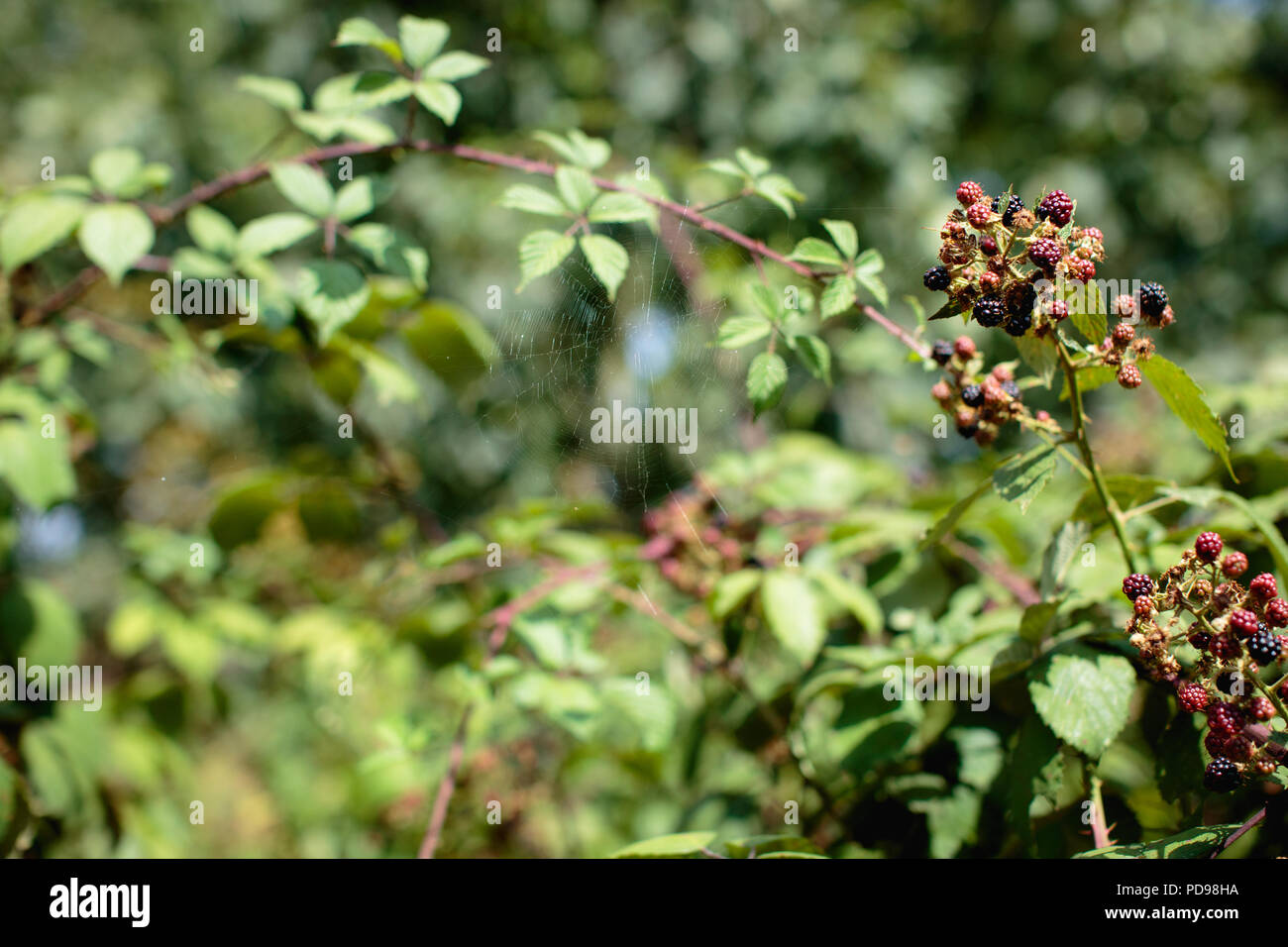 Blackberry bushes hires stock photography and images Alamy