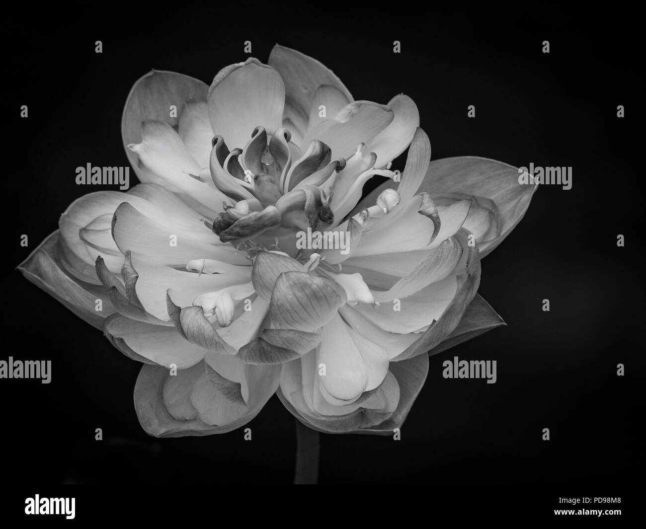 Beautiful Lotus flower in bloom Stock Photo Alamy