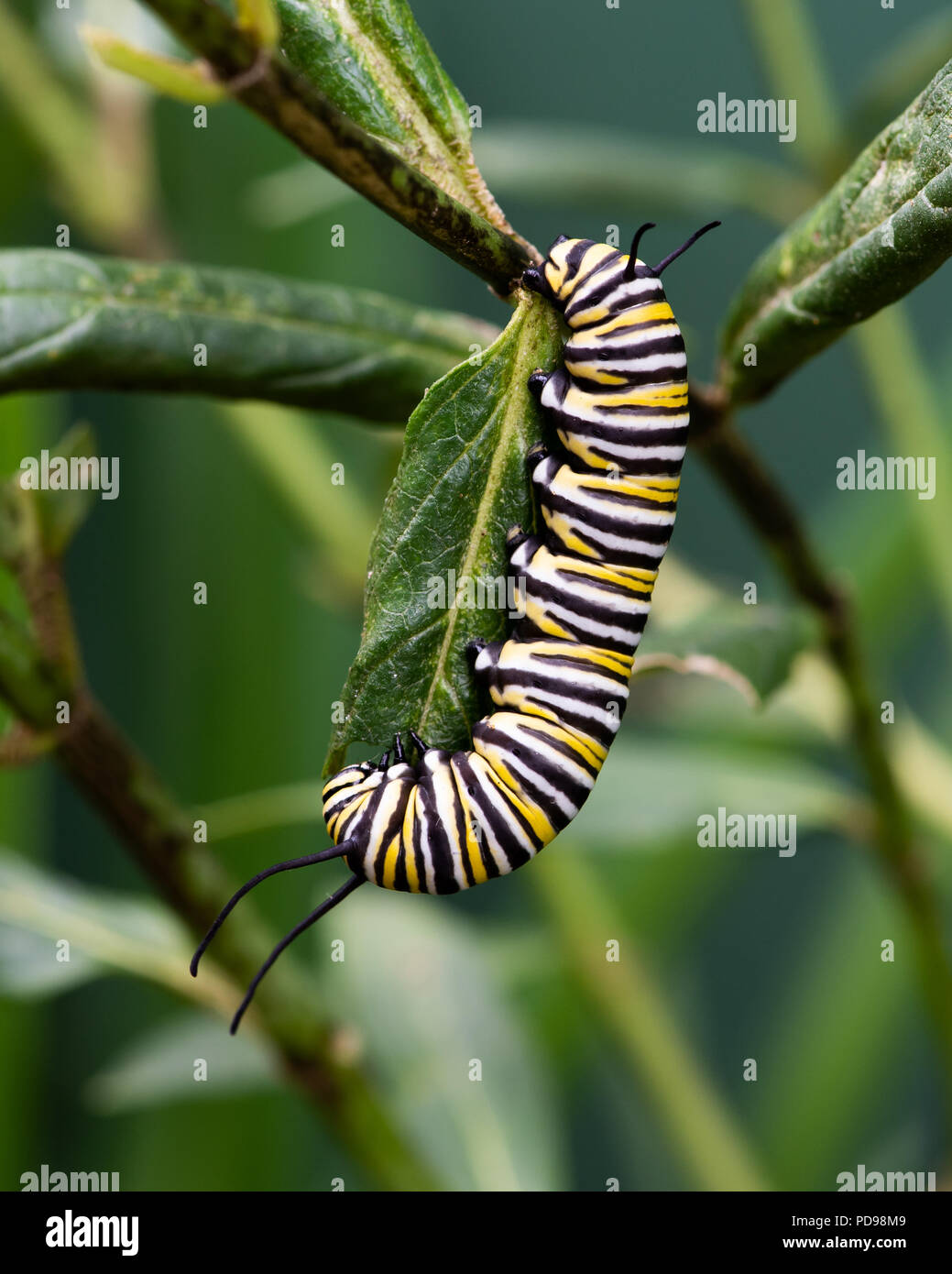 Monarch butterfly caterpillar, Danaus plexippus, feeding on swamp milkweed, Asclepias incarnata, in a garden in Speculator, NY USA Stock Photo