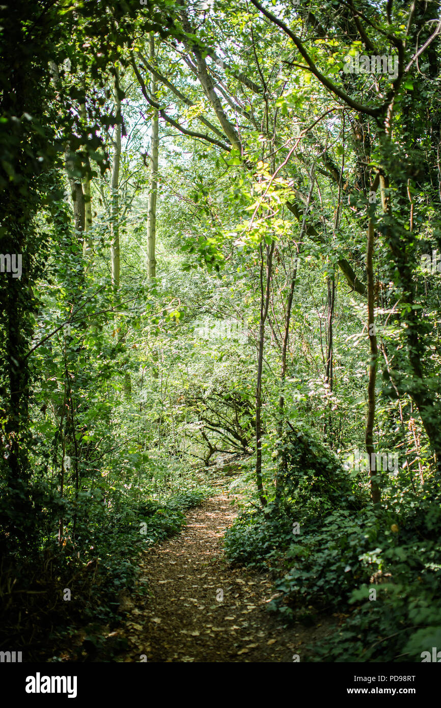 The Parkland Walk nature reserve is a  tree-lined walk along an old railway line  - urban countryside that feels enchanted - walking, jogging, cycling Stock Photo