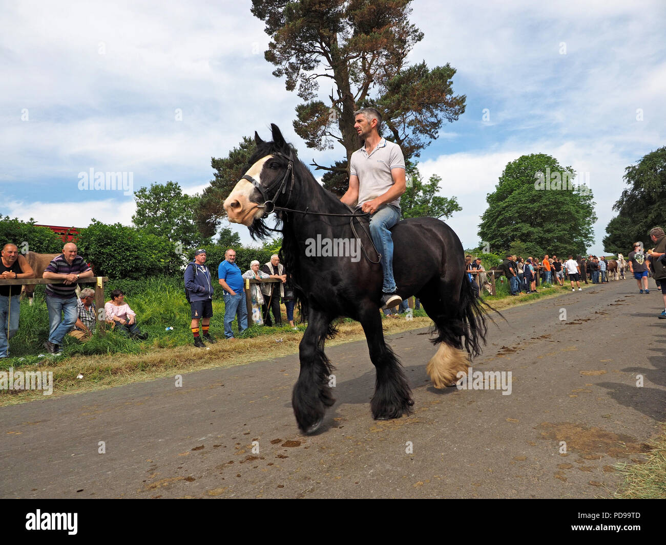 man rides black horse bareback along Fair Hill roadway amid crowds at the annual Appleby Horse fair at Appleby in Westmorland Cumbria England Stock Photo