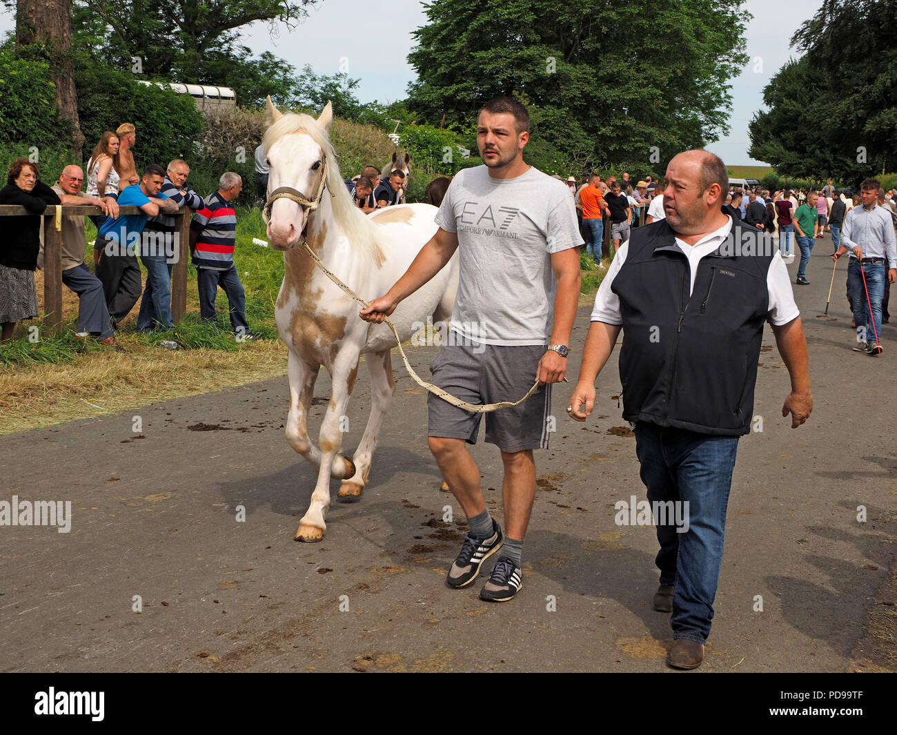 male in shorts leads white horse along Fair Hill roadway amid crowds at the annual Appleby Horse fair at Appleby in Westmorland Cumbria England Stock Photo