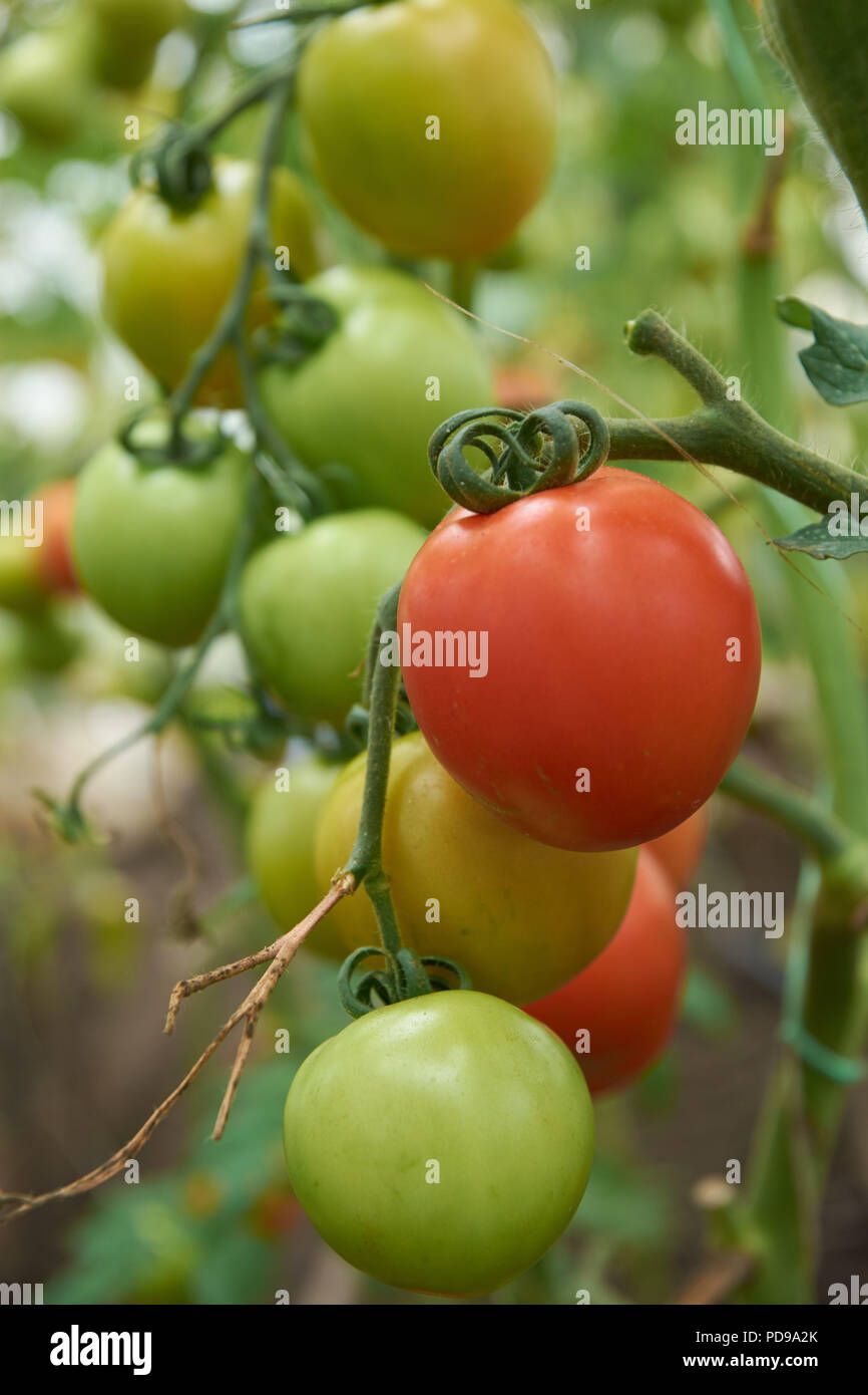 Beautiful red ripe tomatoes are growing in a greenhouse Stock Photo - Alamy