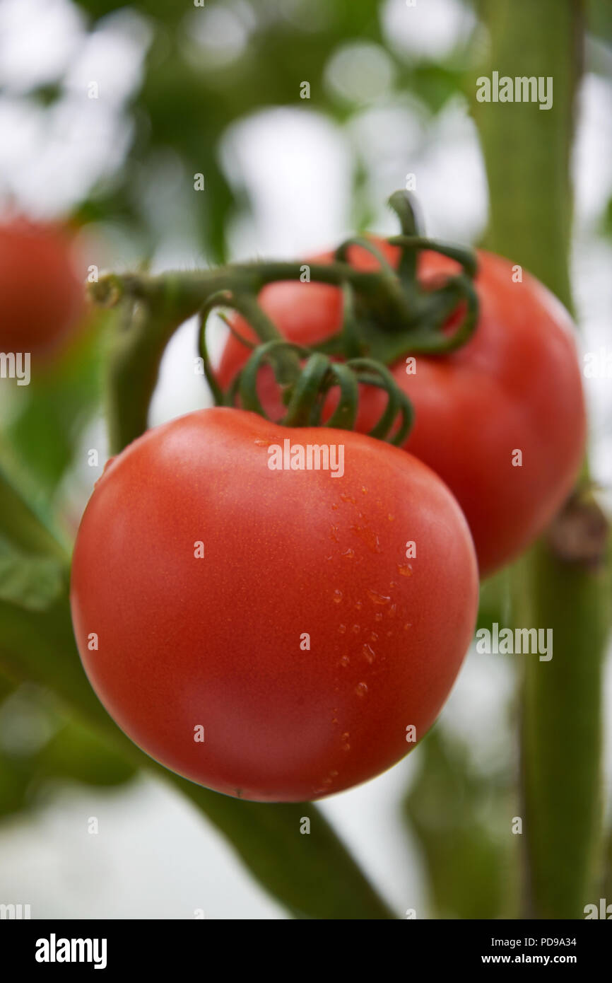 Beautiful red ripe tomatoes are growing in a greenhouse Stock Photo - Alamy