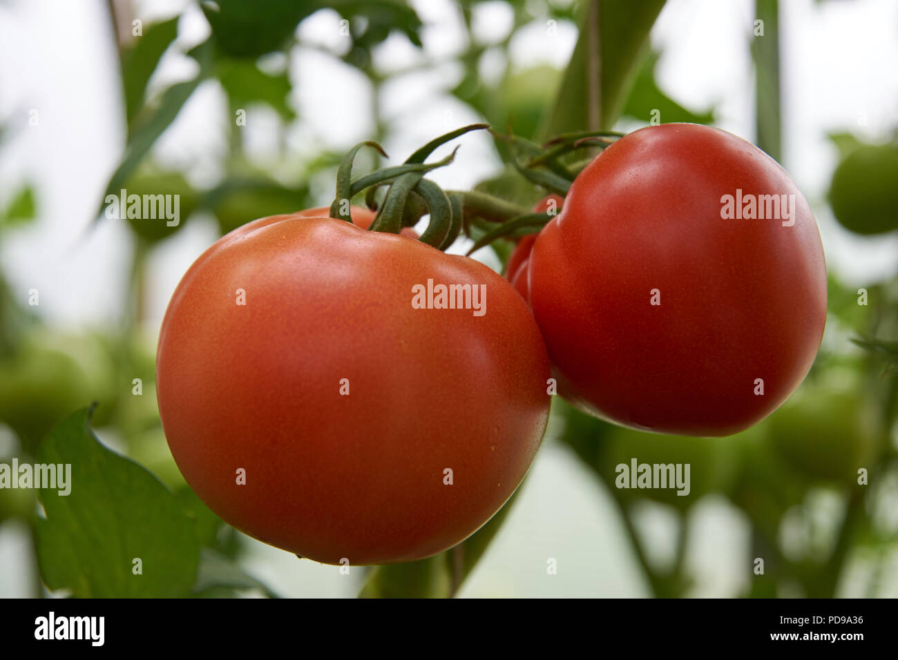 Beautiful red ripe tomatoes are growing in a greenhouse Stock Photo - Alamy