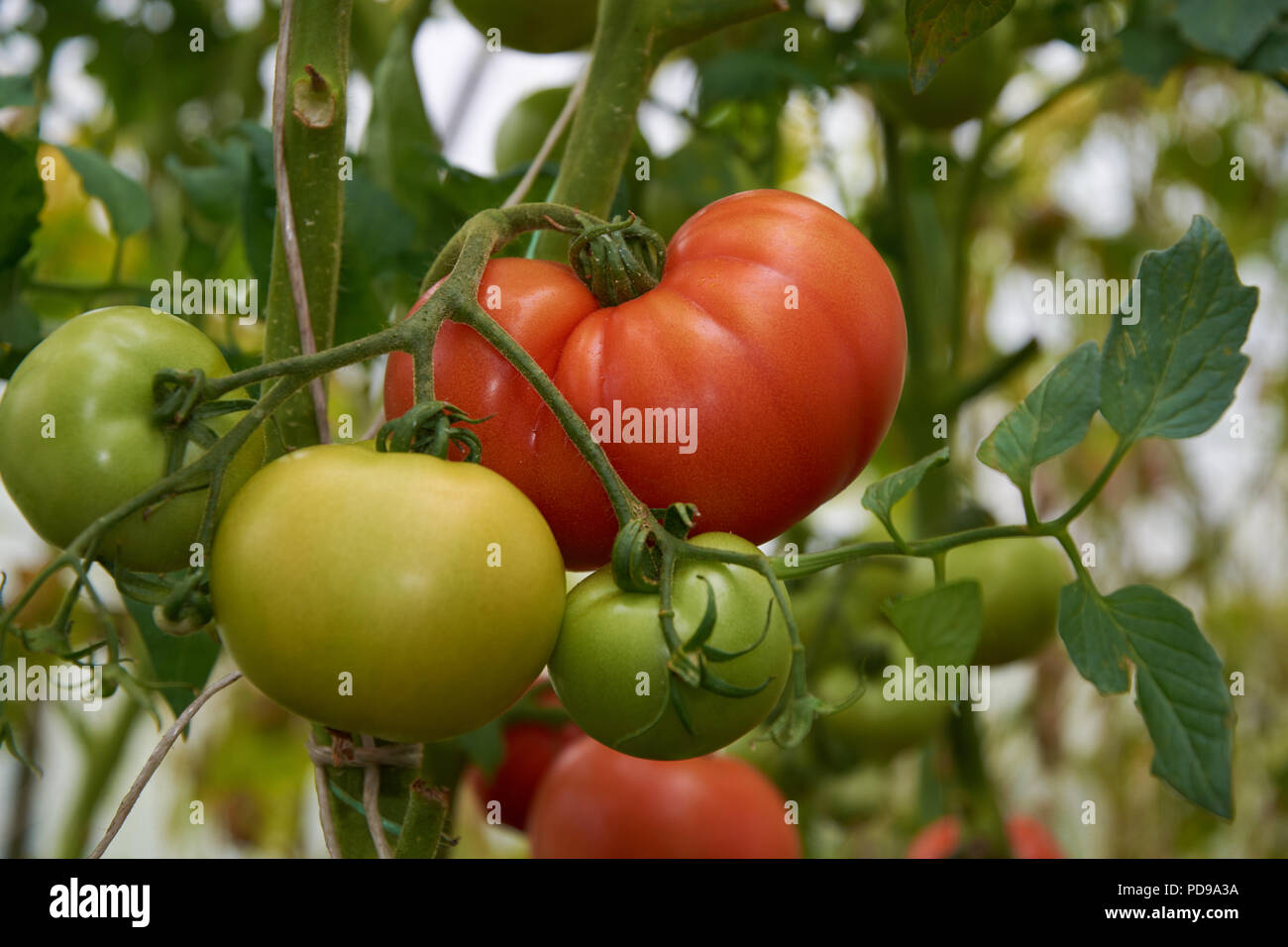 Beautiful red ripe tomatoes are growing in a greenhouse Stock Photo - Alamy