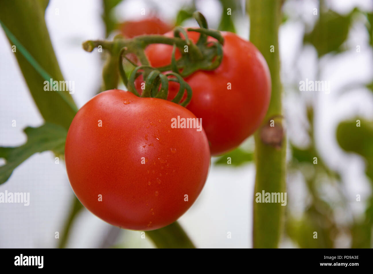 Beautiful red ripe tomatoes are growing in a greenhouse Stock Photo - Alamy