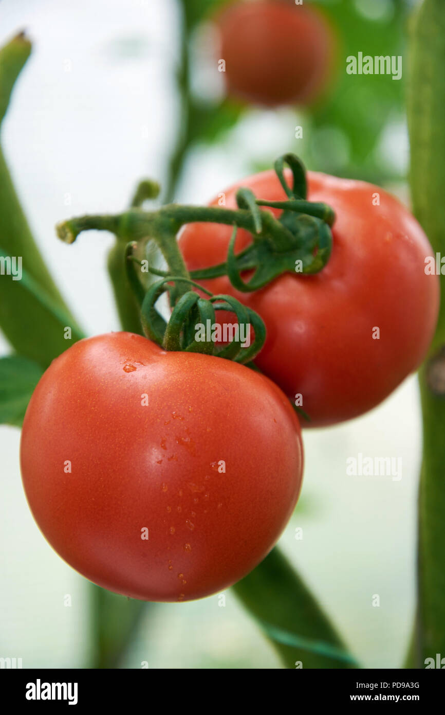 Beautiful red ripe tomatoes are growing in a greenhouse Stock Photo - Alamy