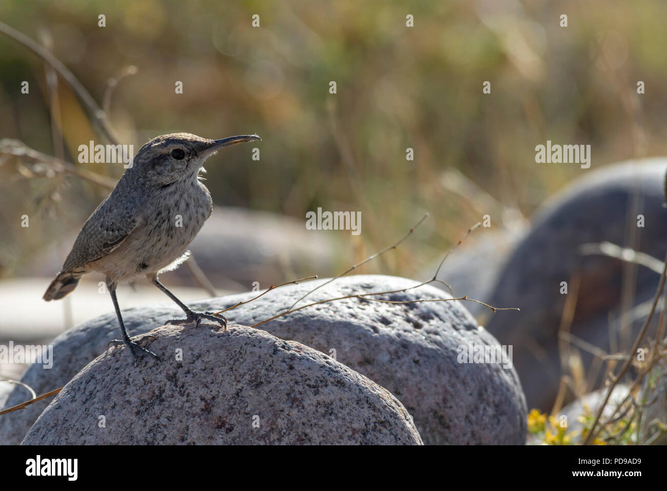 Rock Wren, Pawnee Buttes National Grassland, Colorado US Stock Photo