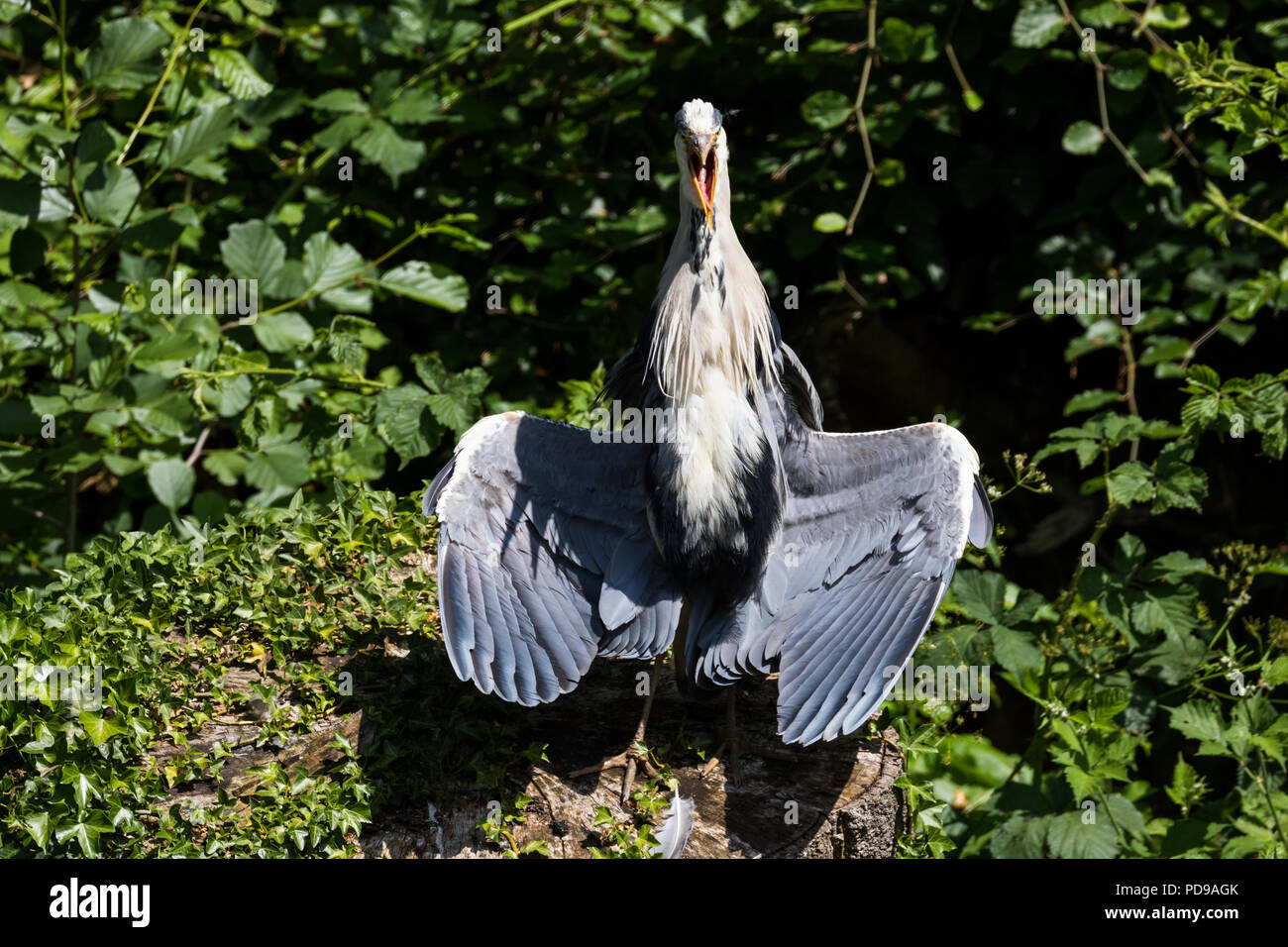 Open mouthed Grey Heron sunbathing on a tree stump with inner wings and feathers on display. Surrounded by green foliage. Lagan towpath, Belfast. Stock Photo