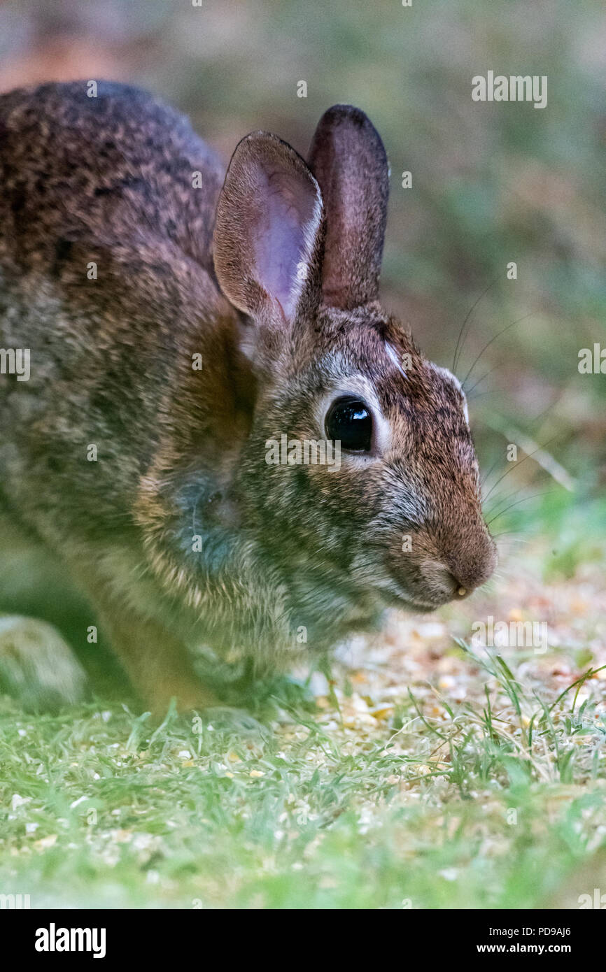 Eastern Cottontail Rabbit (Sylvilagus floridanus) feeding Stock Photo
