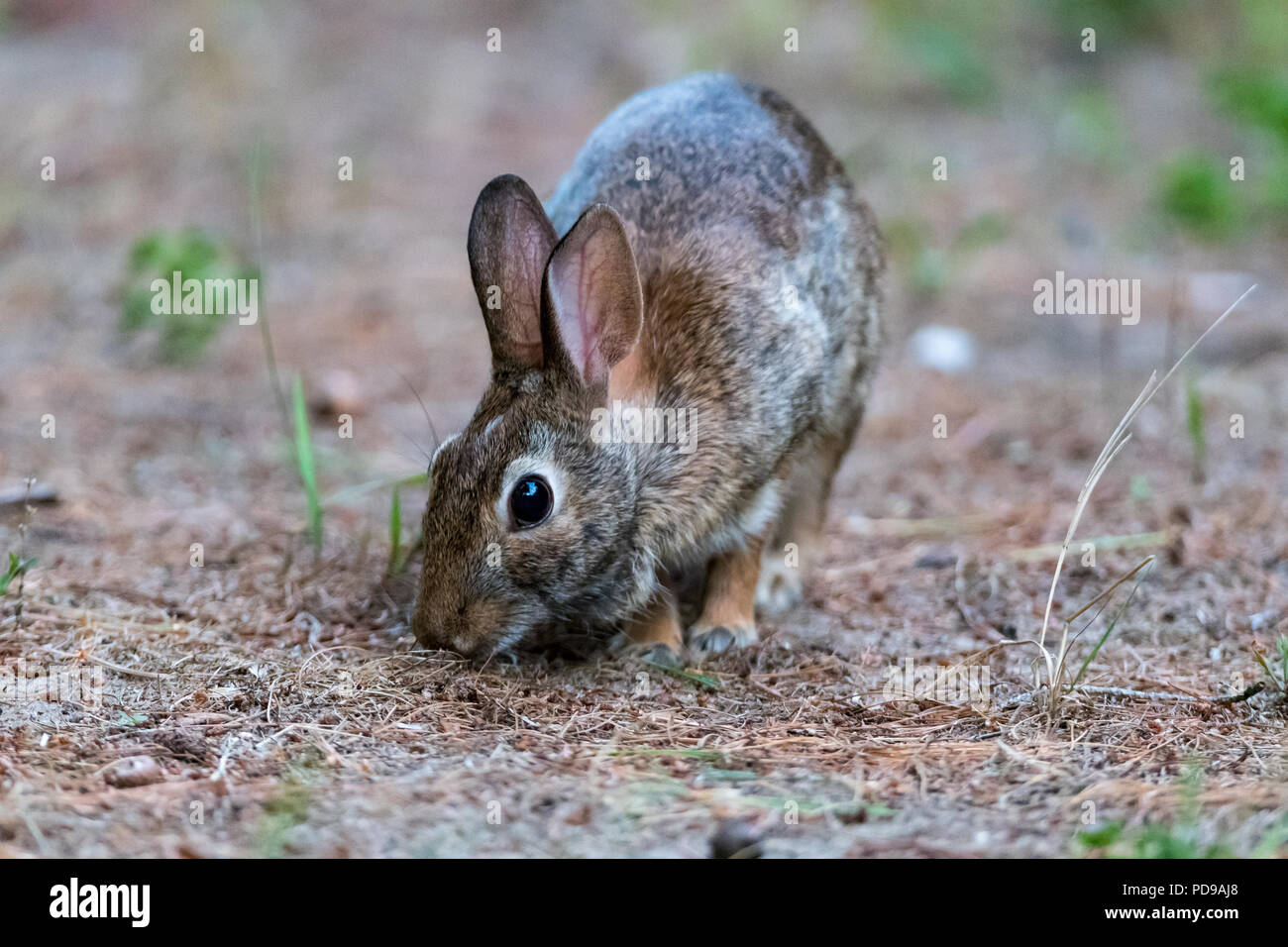 Eastern Cottontail Rabbit (Sylvilagus floridanus) feeding Stock Photo