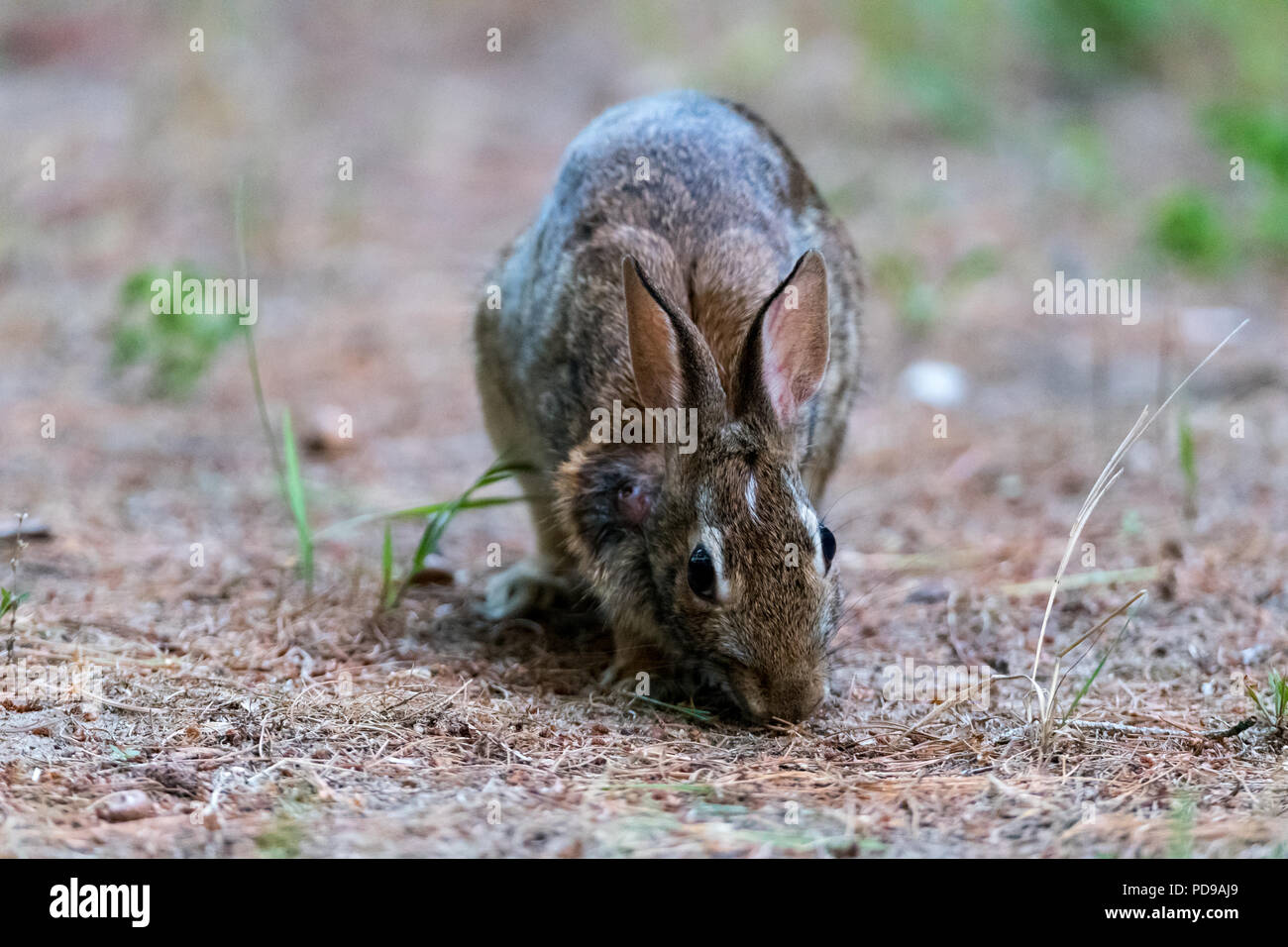 Eastern Cottontail Rabbit (Sylvilagus floridanus) feeding Stock Photo