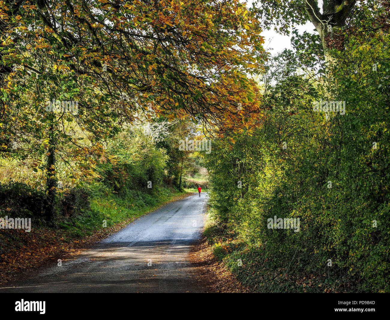Irish country lane hires stock photography and images Alamy