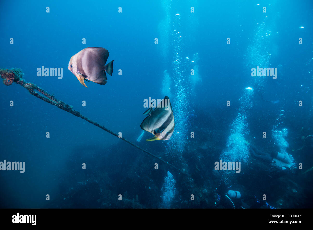 Air babule hi-res stock photography and images - Alamy