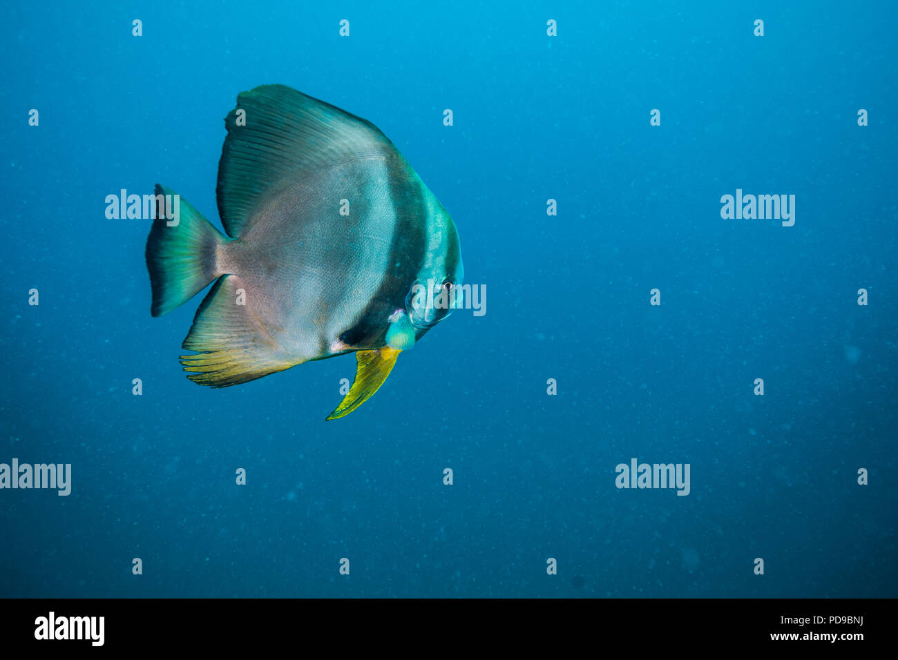 Longfin batfish, Platax teira (Forsskål, 1775) -18m, Owase, Mie, Japan ...