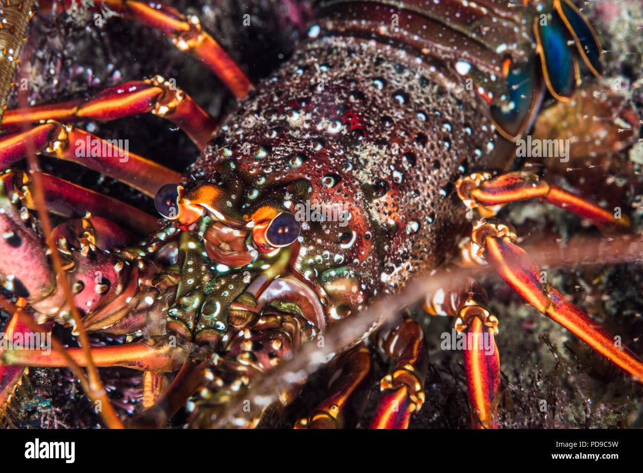 Japanese Spiny Lobster, Panulirus japonicus (Von Siebold, 1824). close-up. -18m. Owase, Mie, Japan Stock Photo