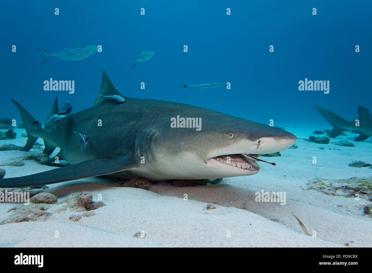 A remora or shark sucker, Echeneis naucrates, is pictured cleaning scraps from inside the mouth of a  lemon shark, Negaprion brevirostris, resting on  Stock Photo