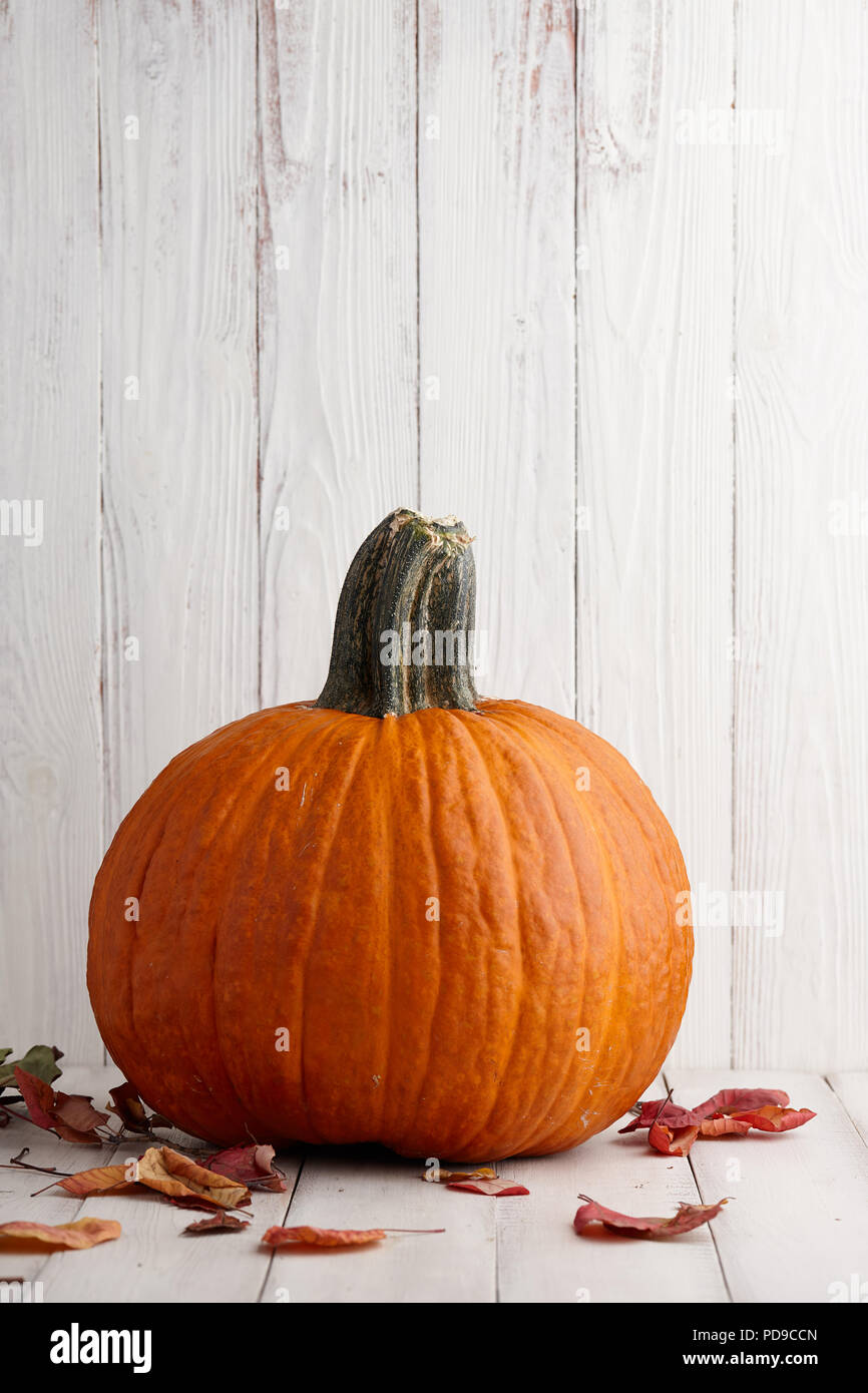 Large orange pumpkin in autumn leaves on white wooden planks Stock Photo