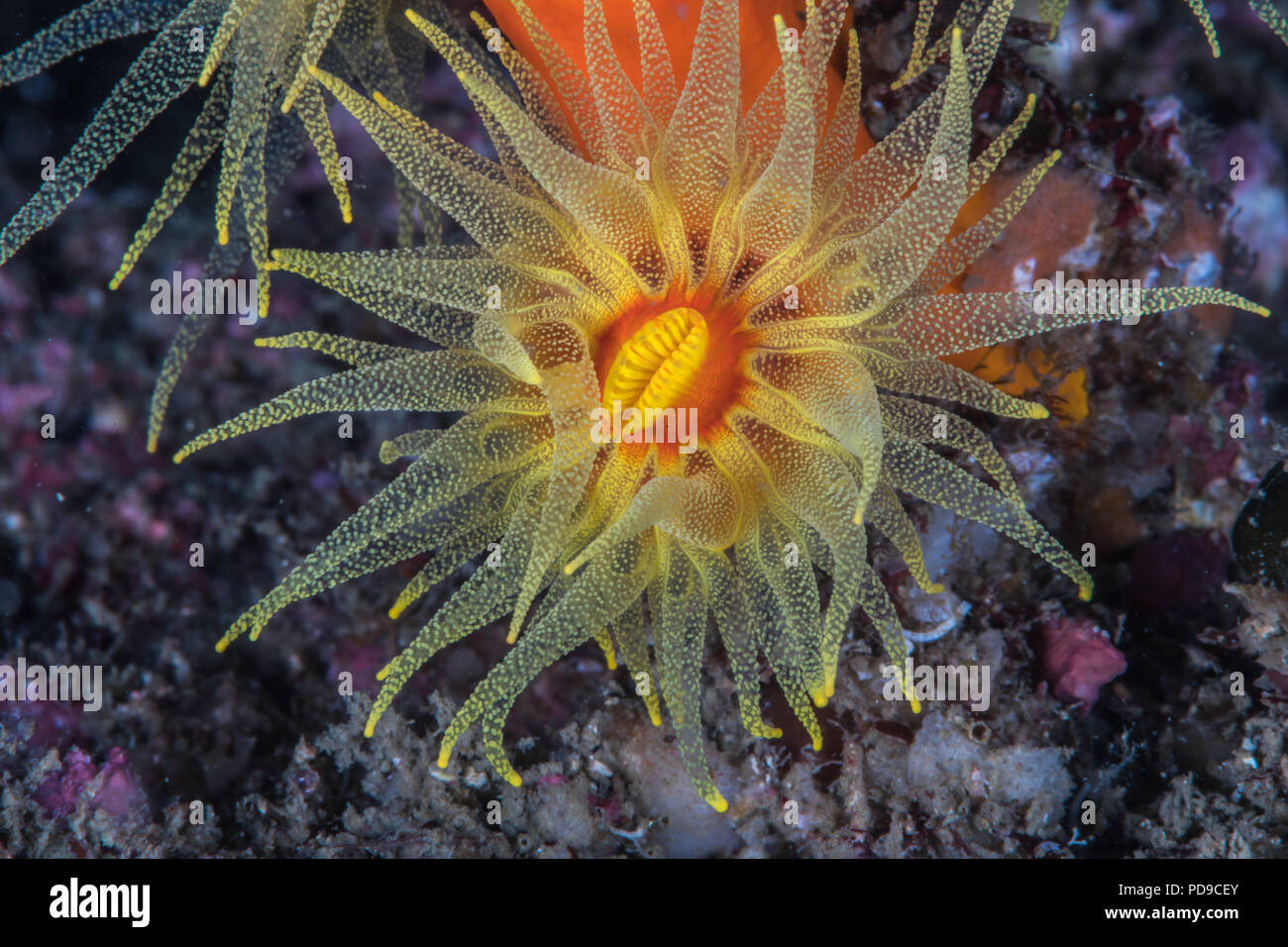 Orange cup coral, Dendrophyllia ijimai Yabe & Eguchi, 1934, spreading its translucent tentacles. Owase, Mie, Japan. -18m Stock Photo