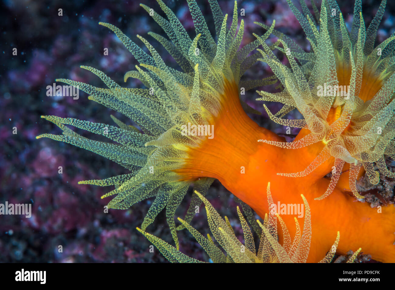 Orange cup coral, Dendrophyllia ijimai Yabe & Eguchi, 1934, spreading its translucent tentacles. Owase, Mie, Japan. -18m Stock Photo
