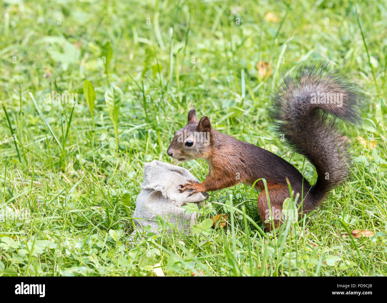 Little red squirrel searching hi-res stock photography and images - Alamy