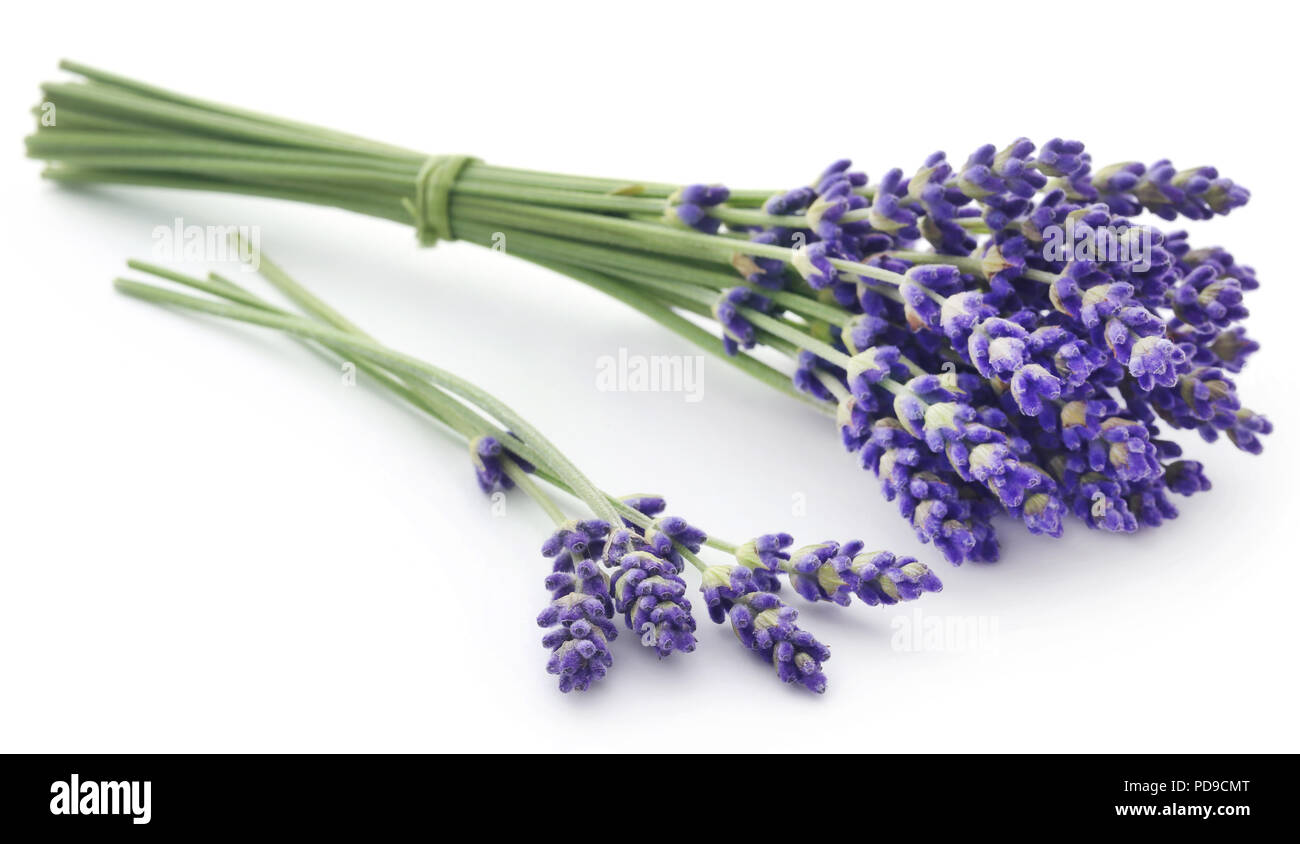 Lavender flower over white background Stock Photo