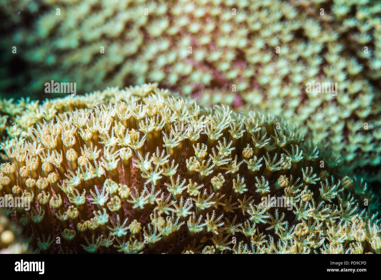 Polyps of stony coral, Goniopora stokesi  Edwards & Haime, 1851. Owase, Mie, Japan. -12m. close-up Stock Photo