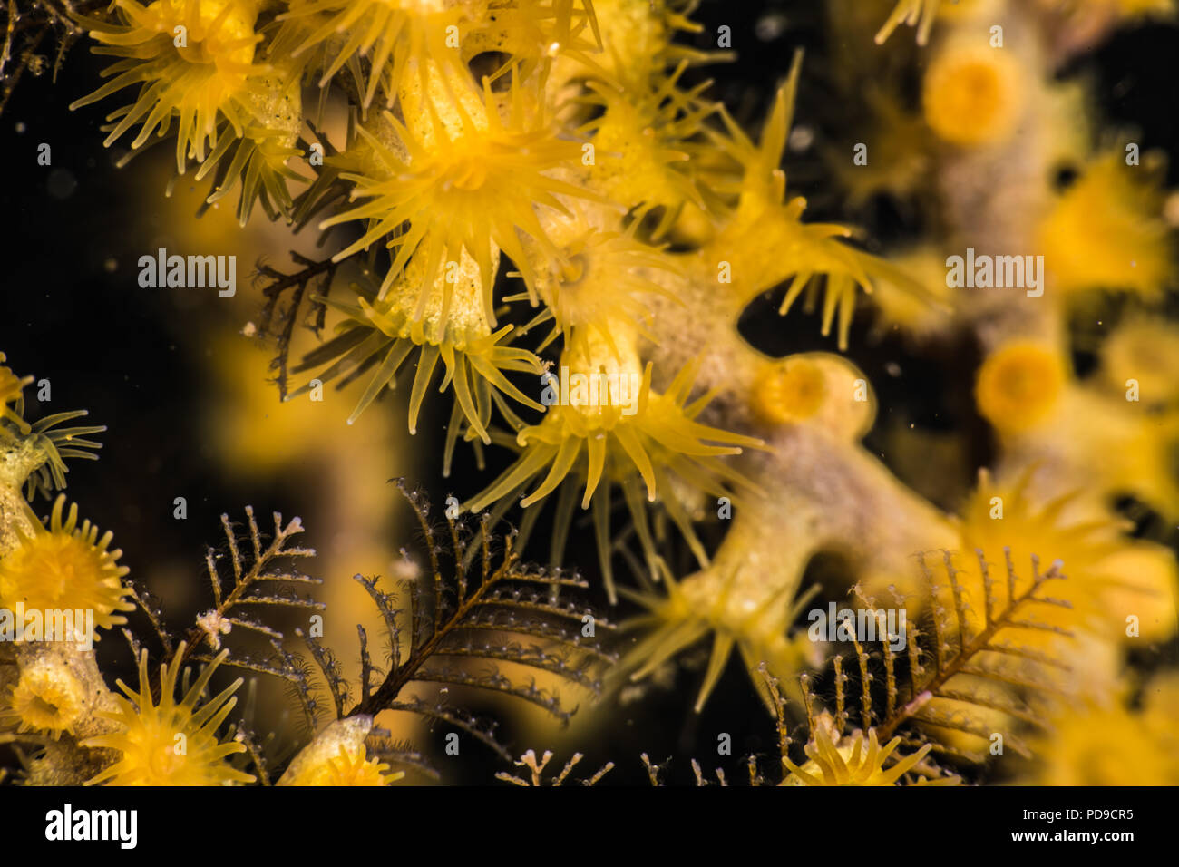 Yellow polyps, Parazoanthus gracilis   (Lwowsky, 1913) , parasitizing on Dentitheca habereri   (Stechow, 1909)   Was,Mie,Japan -18m Stock Photo