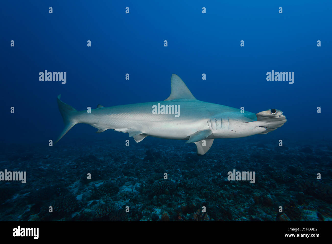 Scalloped hammerhead sharks, molokai hires stock photography and