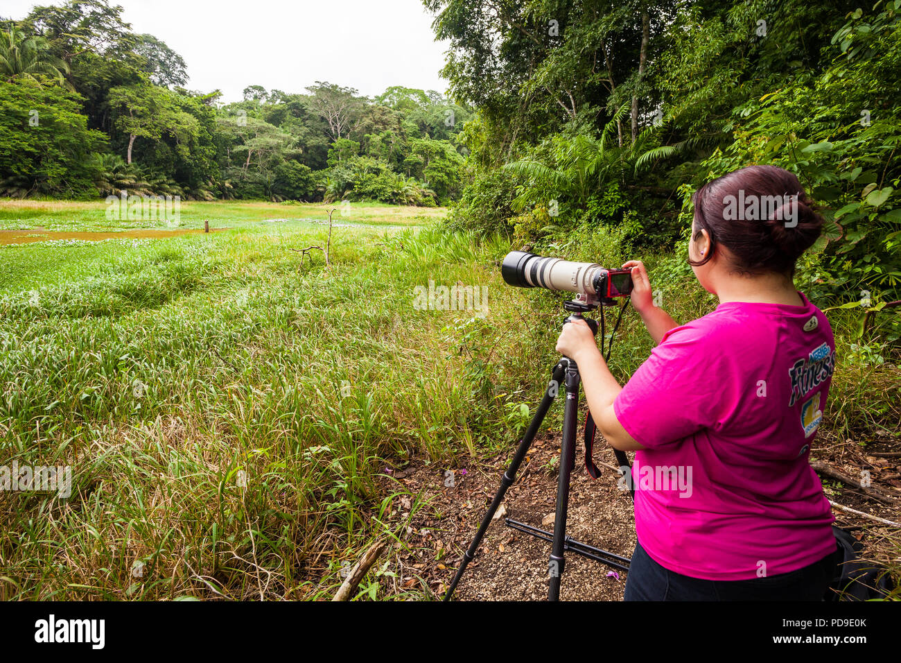 Nature tourist with a telephoto lens in the rainforest of Soberania national park, Republic of Panama. Stock Photo