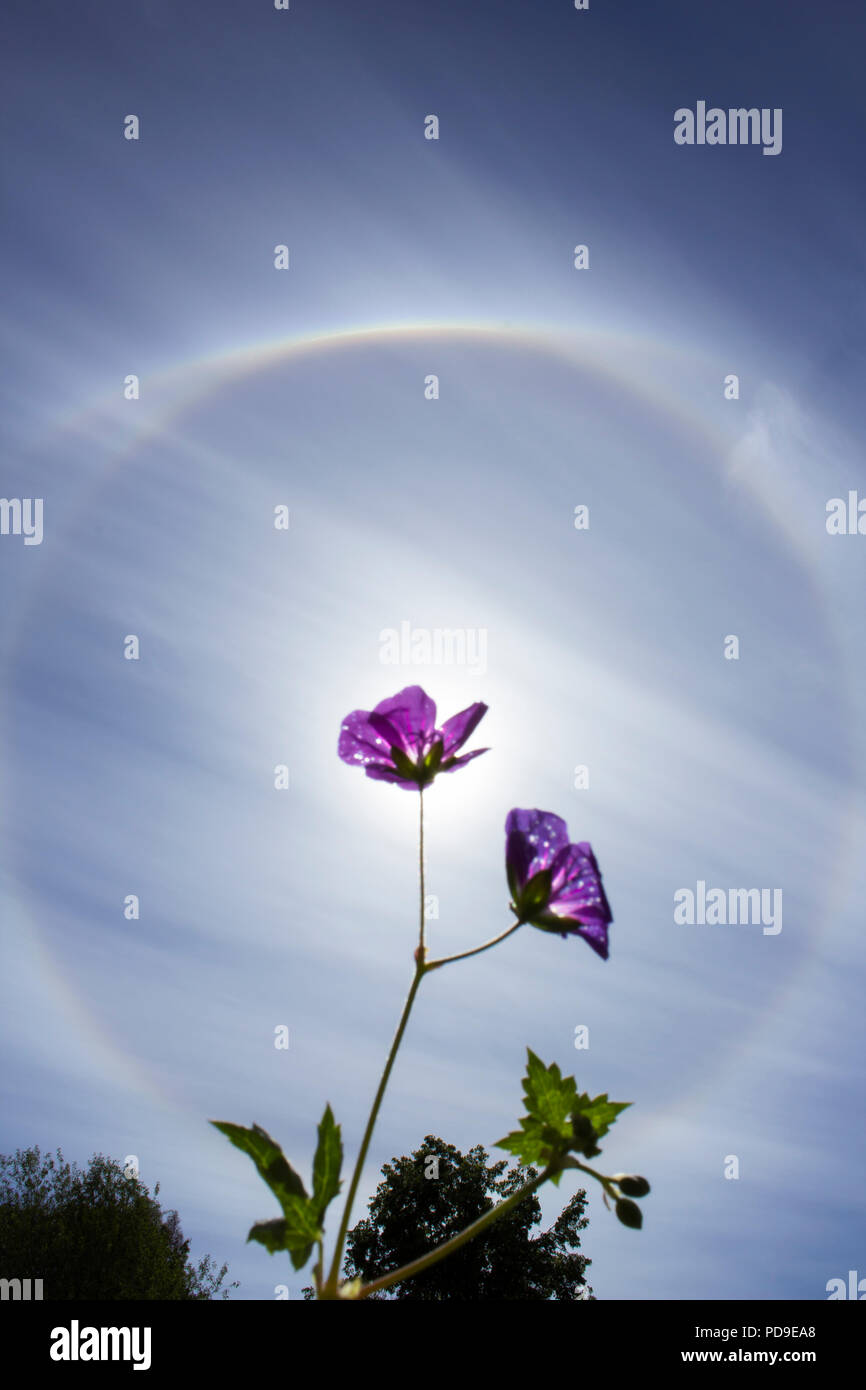Stockholm, Sweden - August 6 2018: Circular rainbow around the sun which is blocked by a violet flower. More flowers and green leafs below. Stock Photo