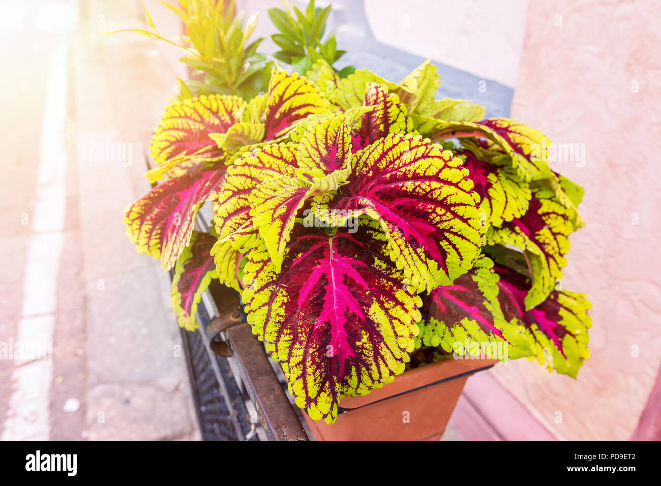 Pink and green coleus Stock Photo - Alamy