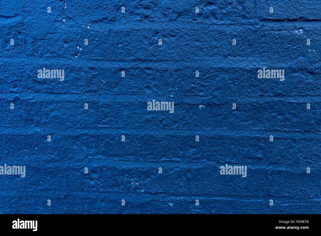 Closeup of the bluebonnet, blue, navy blue, dark blue,indigo, Sargasso Sea - pantone - painted brick wall Stock Photo