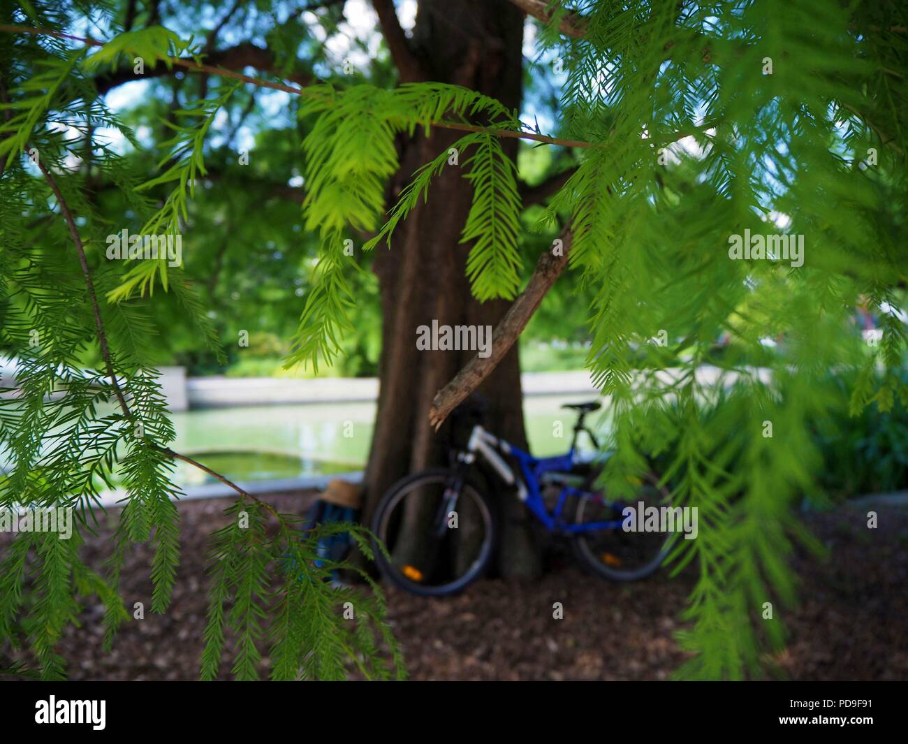 Bicycle leaning against a tree on a beautiful sunny summer day in a park with lush green branches in the front. Stock Photo