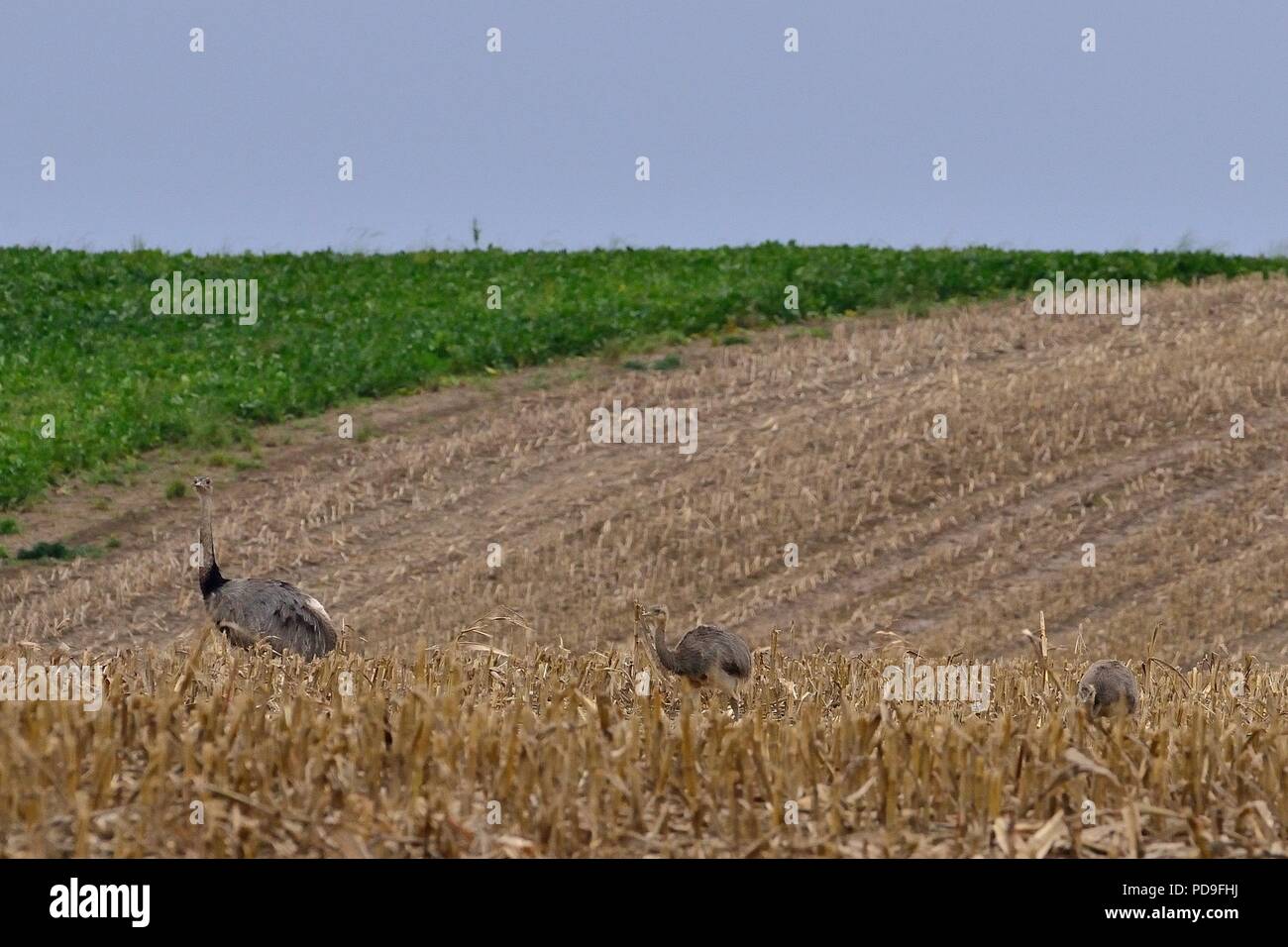 greater or grey rhea, Nandu, Rhea americana, invasive Art, Schleswig-Holstein, Mecklenburg-Vorpommern, Nordwestmecklenburg, Deutschland, germany Stock Photo