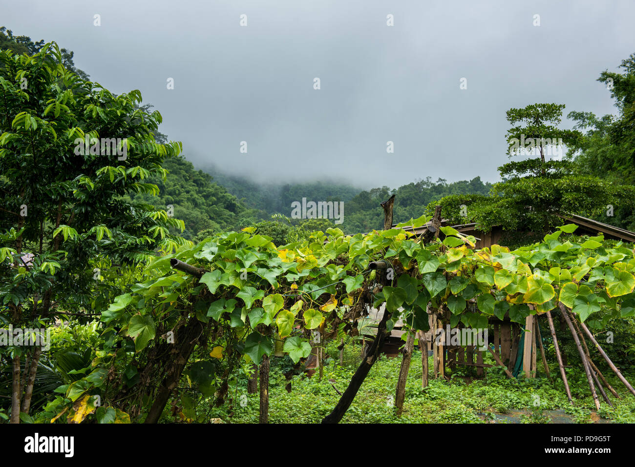 Chayote plant in the high land area in foggy and rainy morning Stock Photo