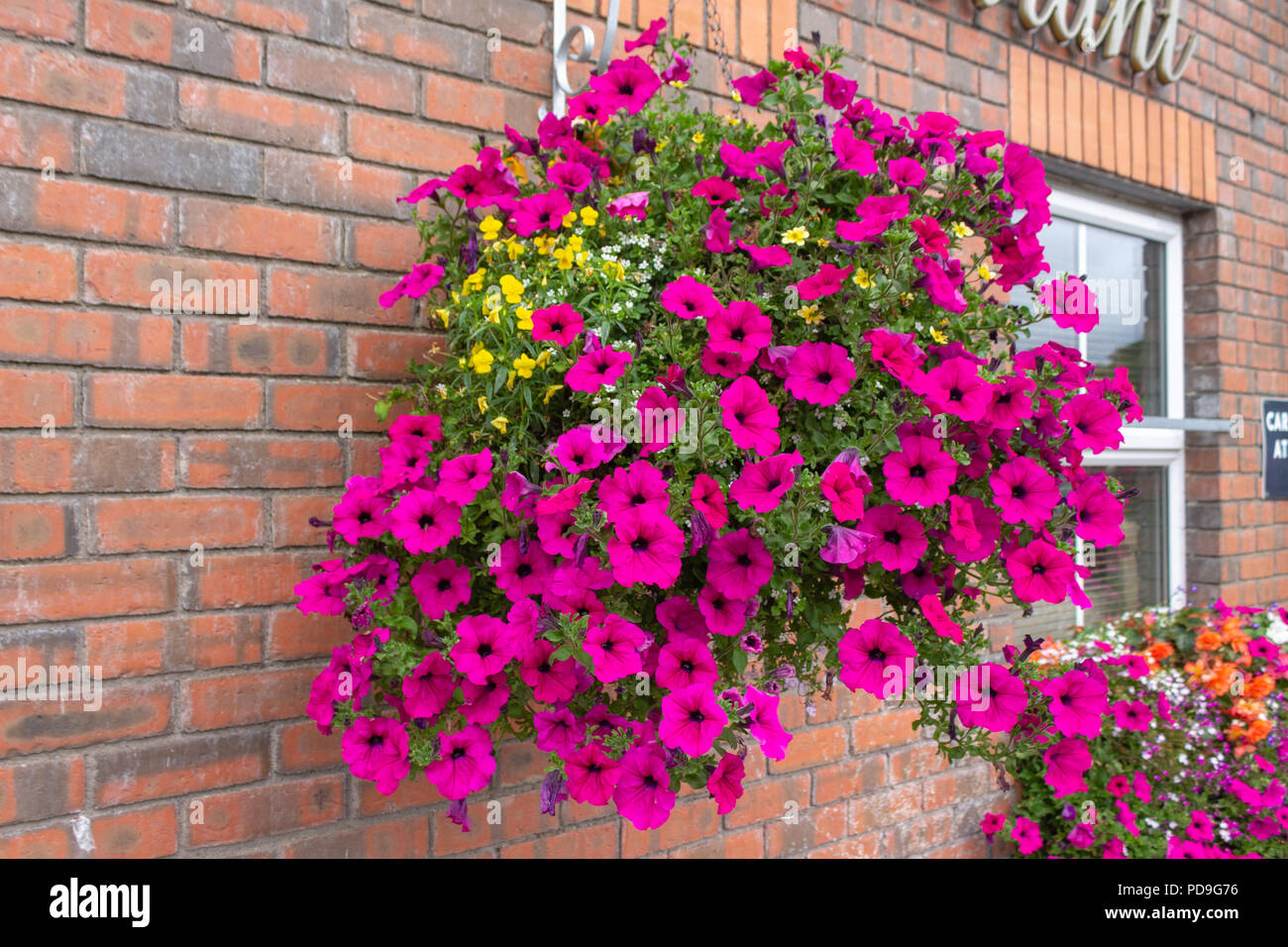 vibrant summer flowers in a hanging basket on a brick wall. Stock Photo