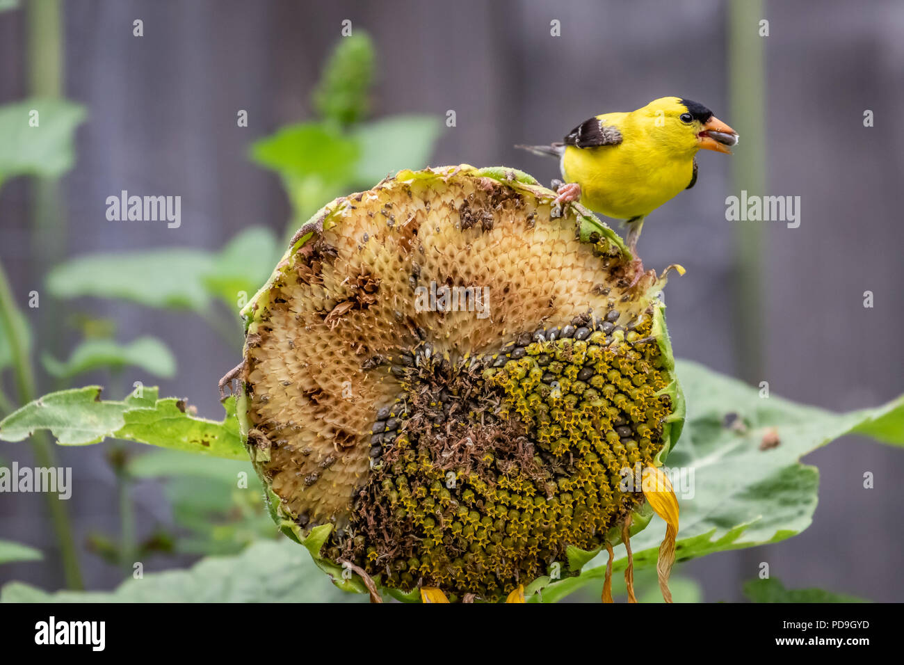 do goldfinches eat sunflower seeds