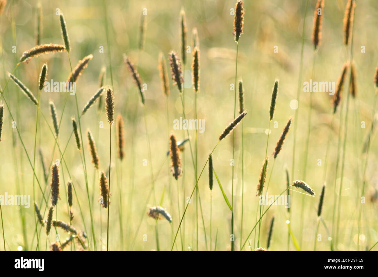 Blurred flower heads of grasses as background Stock Photo