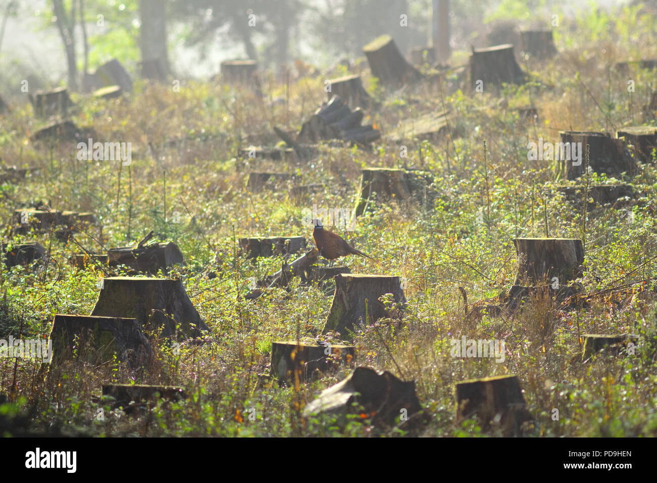 Lonely wild pheasant in a forest with cut down trees in East Devon Stock Photo