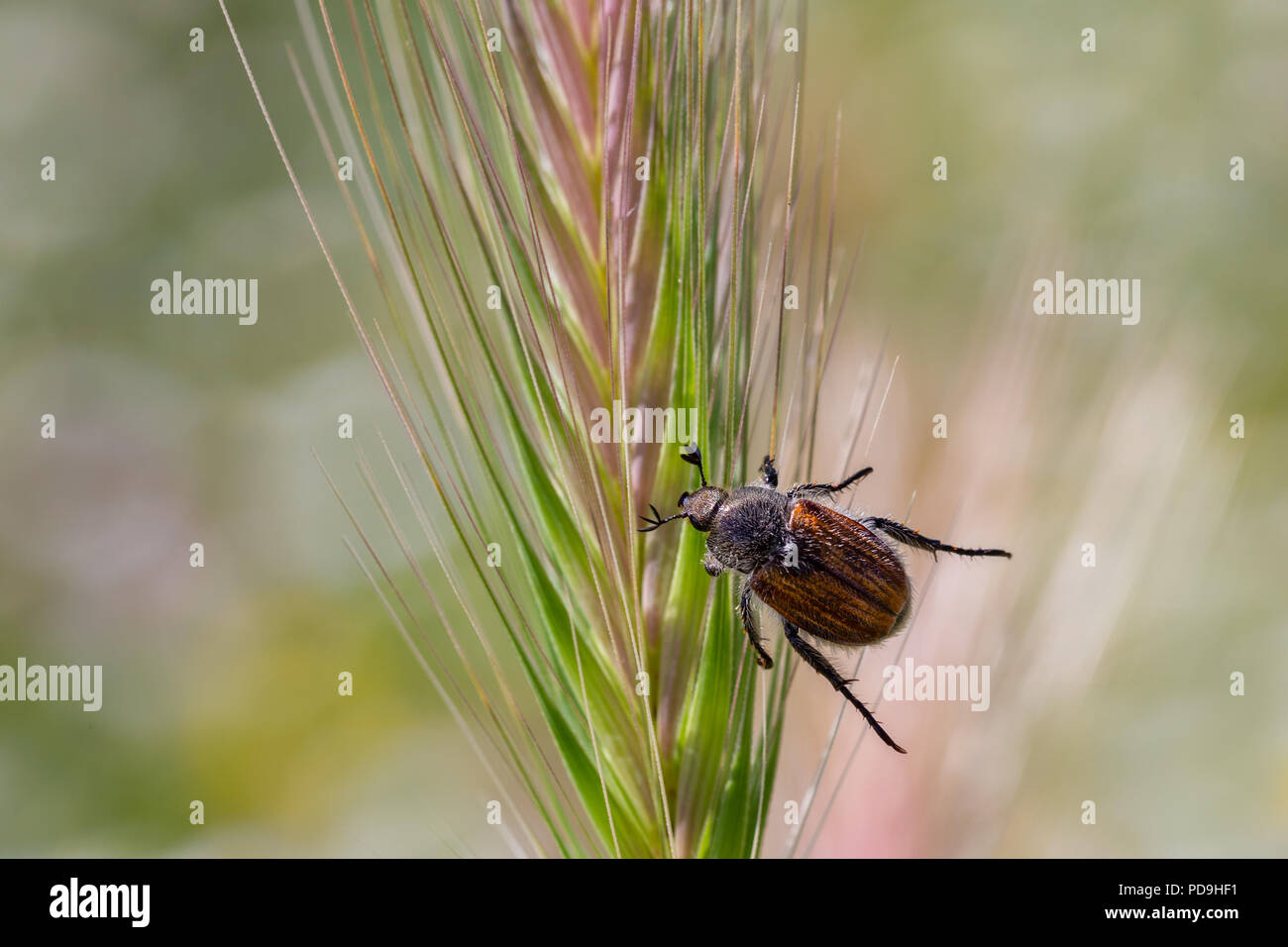 Beetle on a spike. Stock Photo