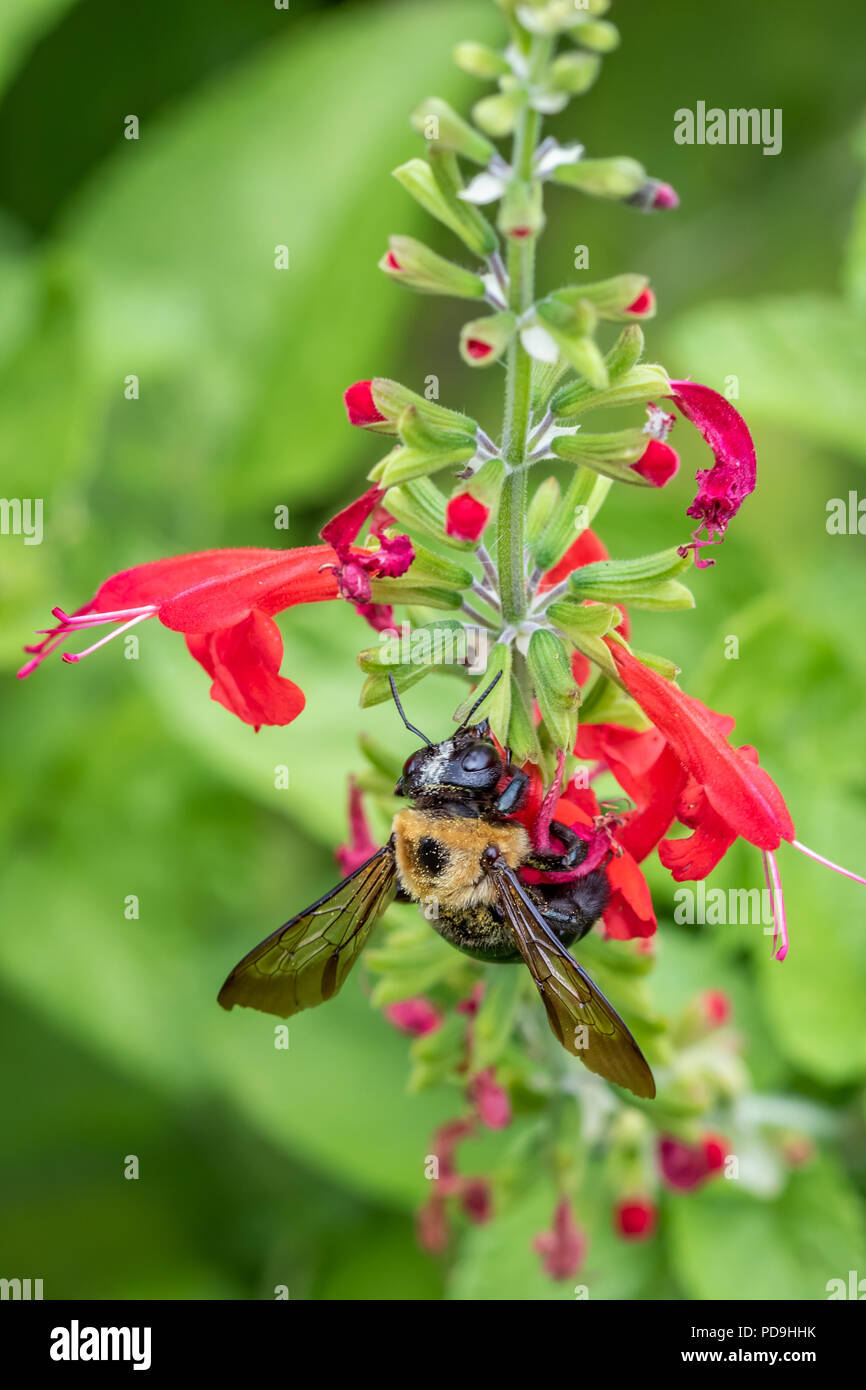 Close-up shot of a Bumblebee feeding on red salvia blossoms Stock Photo