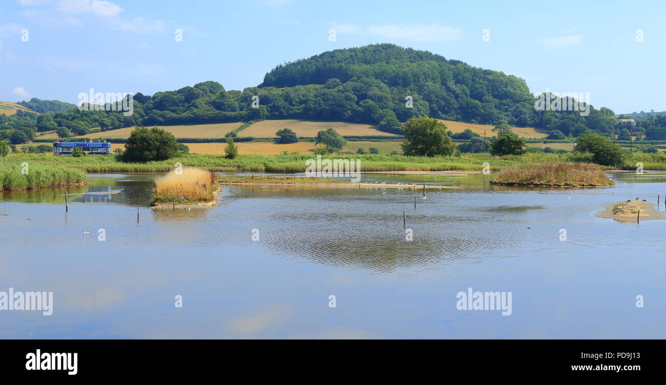 Seaton Tramway travelling through Black Hole Marsh in Seaton Wetlands Local Nature Reserve in Devon Stock Photo