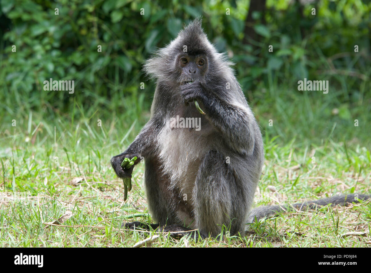 Silver leaf monkey Sabah Borneo Malaysia Federation Stock Photo