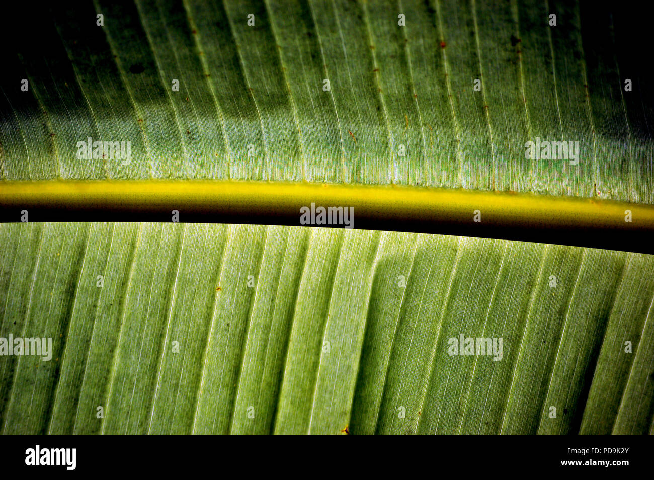 Structure leaf hi-res stock photography and images - Alamy