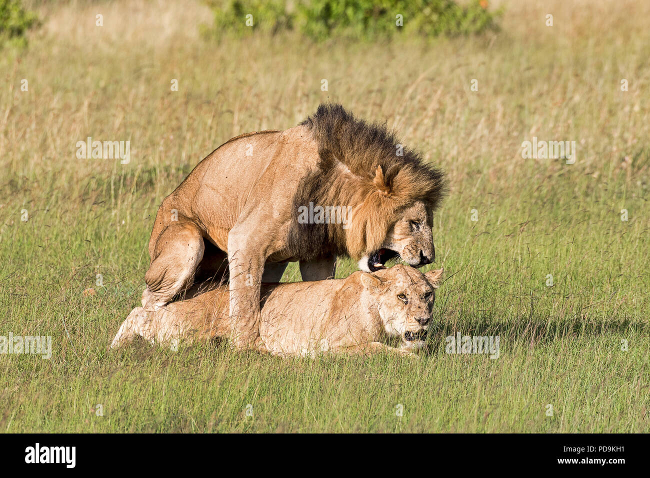 Lions (Panthera leo), mating pair, Masai Mara, Narok County, Kenya Stock Photo