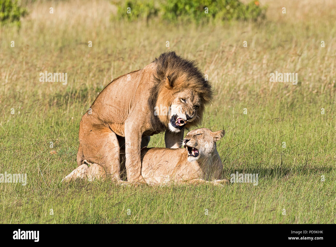 African lions mate hires stock photography and images Alamy