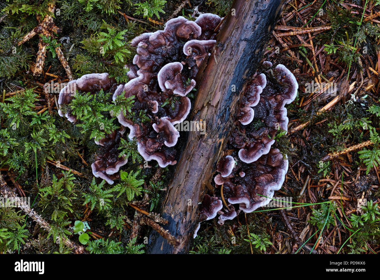 Phellodon (Phellodon), growing in moss, Gurktal, Carinthia, Austria Stock Photo