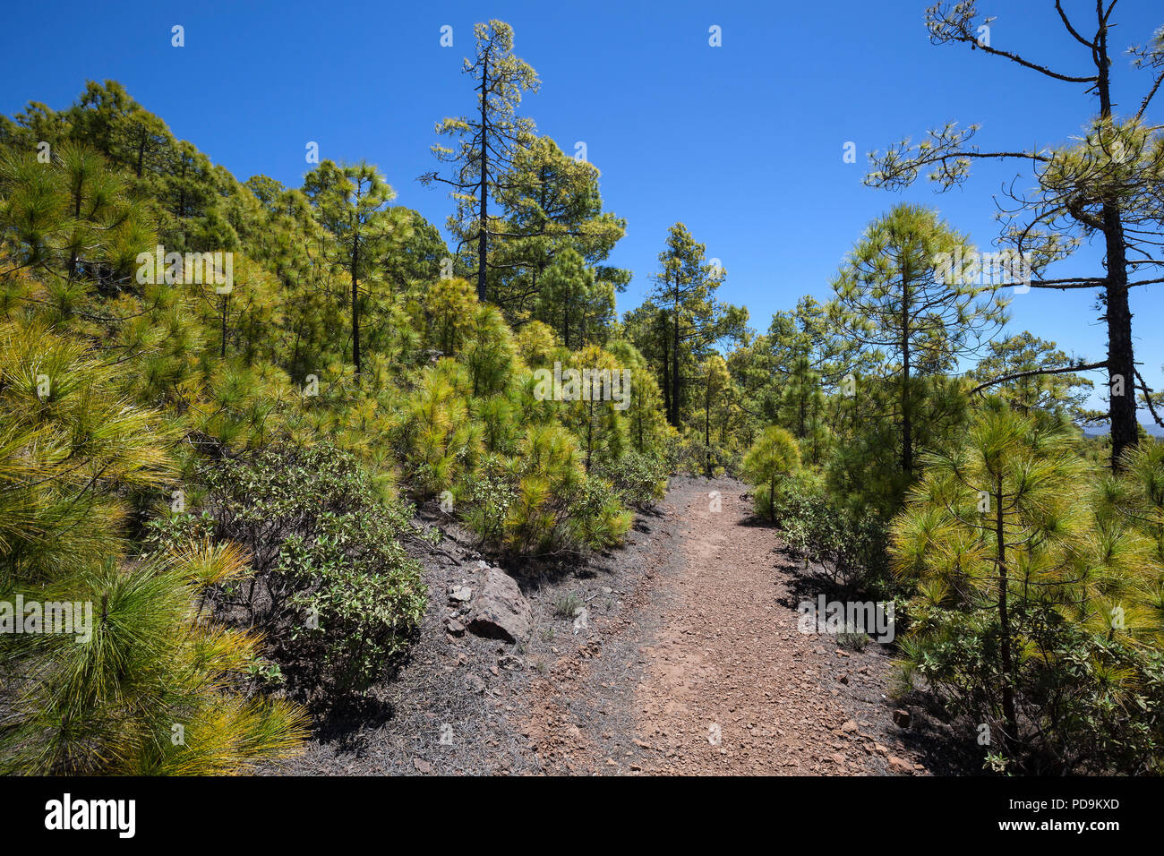 Hiking trail through pine forest, Canary Island pines (Pinus canariensis), Natural Park of Tanadaba, Gran Canaria Stock Photo